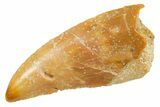 Serrated Raptor Tooth - Real Dinosaur Tooth #364873-1